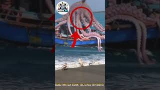 Dogs Watch Giant Octopus on Boat! What Happens Next Will Blow Your Mind #amazing #movie