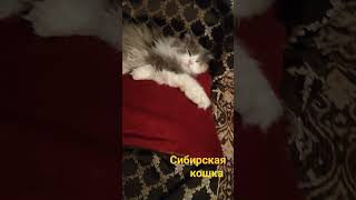 Сибирская кошка #кошка #кошкавдоме