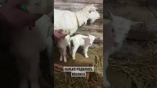 Пополнение в деревне 🐐  трое новеньких козлят 😍 На видео им один день 😇 #жизньвдеревне  #козлята