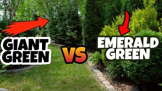 GIANT GREEN or EMERALD GREEN Arborvitae?? WHAT is the BEST Tree for Screening?