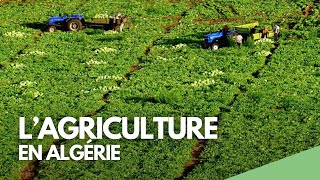 L'agriculture en Algérie (extrait)