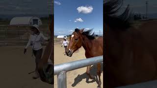 Young Horse Straightness Training at the Free Lunge