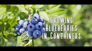 How to Grow Blueberries in Containers