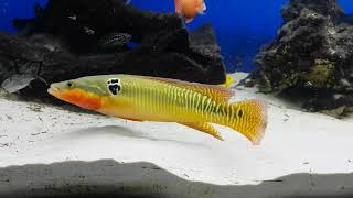 Crenicichla zebrina