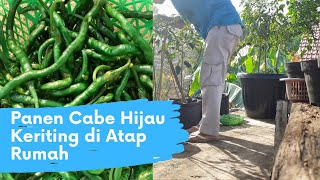 Panen Cabe Hijau Keriting di Atap Rumah - Berkebun Eps. 02