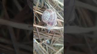 Snails in the Eco System of Lake Baikal (a wonderful world of wildlife diversity)