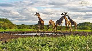 Giraffes at the waterhole | Great Plains Conservation