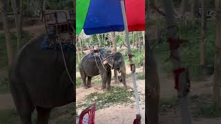 Тайланд Пхукет Prayai Changthai Elephant Camp можно за деньги поиздеваться ой покататься на слонах🐘