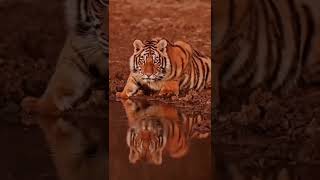 O reflexo do Tigre