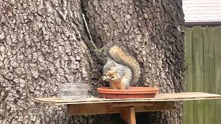 Squirrel is mad | “ I want my avocado!!!