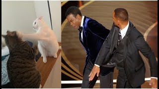 🐱🐱 Will smith slaps chris rock cat meme | mycatpuppyshop