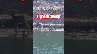 Bighorn sheep coming down to drink some water while we were fishing #amazingwildlife #bighornsheep ￼