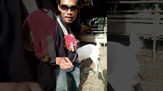 kambing murah