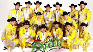 Banda  maguey en san jose en vivo