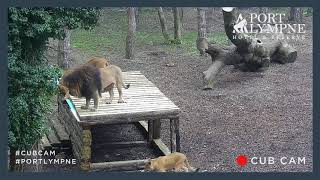 Timelapse Of Lion Shelter Being Built | Port Lympne Hotel & Reserve