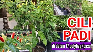 TANAM CILI PADI DI DALAM POLYBAG & PASU | Baja tanah bakar