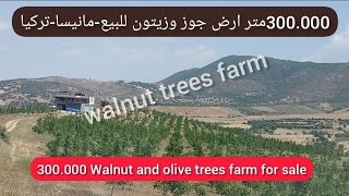 300.000متر ارض زراعية جوز وزيتون للبيع -مانيسا #تركيا farm for sale, walnut and #turkey olive trees