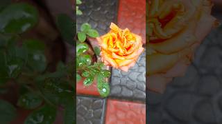 Beautiful Rose| trending | shorts| Rose🌹 | gardening