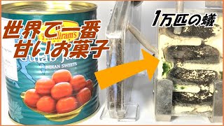 蟻戦争Ⅲ＃159 「世界で一番甘いお菓子」を1万匹のアリの巣に放り込んだら、ワクワクする結果になった。  編～The sweetest food in the world and 10000ants～