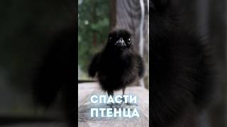 Мужчина спас этого маленького птенчика #shorts