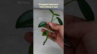 Propagate Peperomia from Cutting In Leca - Peperomia Propagate Indoor