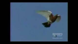 Aerobatic Pigeons