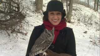 Tiny owl looks at camera on cue