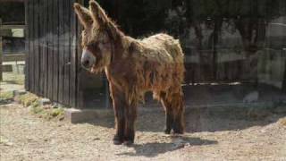 Le Baudet du Poitou, âne angora