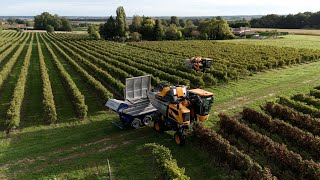 Vendanges 2024 dans le cognaçais 🍇