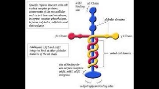 Laminin  Jesus on the inside Trust me, you don't want to miss this!   YouTube