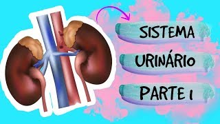 AULA 14: SISTEMA URINÁRIO - PARTE 1 -  ANATOMIA