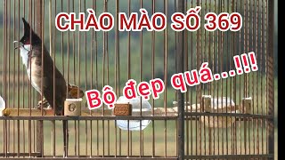 369 | CHIM CHÀO MÀO MỘC DỞ BỘ CỰC ĐẸP, TỐ CHẤT HAY... #0374961666