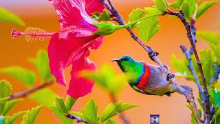 Beautiful Relaxing Music and Bird Sounds, Meditation music, Music to Reduce Stress and Depression