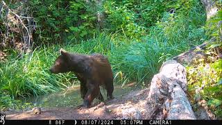 bear 7Aug2024