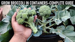 How To Grow Broccoli At Home | SEED TO HARVEST