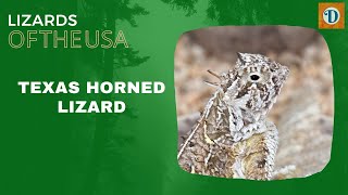 Texas Horned Lizard