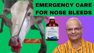 Farm Life Emergency: How to Handle Nosebleeds in Your Cattle