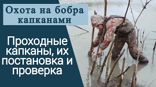 Охота на бобра капканами. Проходные капканы, их постановка и проверка