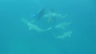 Emerald Charter shark dive 6/6/16 2nd dive (15) Sun mariner Wreck