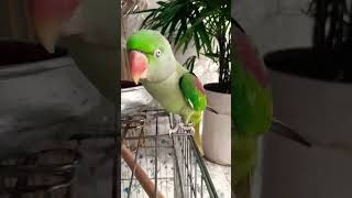 sign your parrot hates you