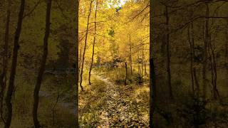 Walking through heaven #colorado #nature #shorts #mountains #asmr #beautiful #viralvideo