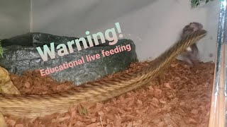 Live feeding day for my pacific gopher snake. Pituophis