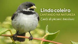 🐦🐤 LINDO COLEIRO CANTANDO NA NATUREZA: O SOM QUE ENCANTA A TODOS!