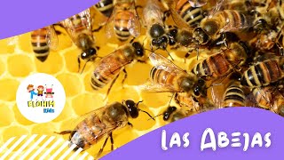 Elohim Kids 👧🏼 🧒🏼/ Las Abejas / 🎶Tu Palabra es como la Miel🎶 / Curiosidades de la Abeja/ Manualidad