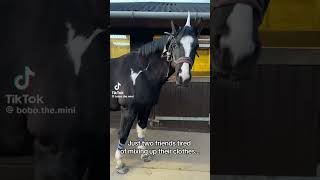 just to similar 🫣 #horse #equestrain #youtube #viral