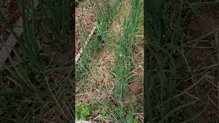 Growing Onions in the Blue Ridge Mountains