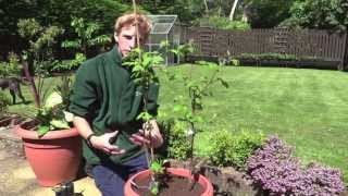 Planting Raspberries In Containers | Jack Shilley