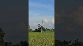 మిషన్ నాట్లు #yanmar #nature #ytshorts