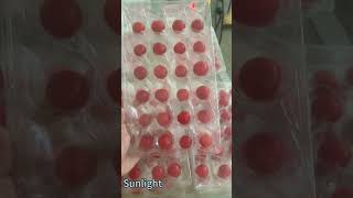 stretch film wrapper packing cherry tomatoes. #stretchfilmwrapper #vegetablepackingmachine