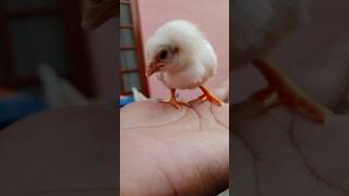 Punjab Cute baby hen aseel #music #beats #art #instrumental #track